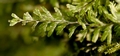 Hymenophyllum wilsonii #115.jpg