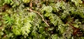 Hymenophyllum wilsonii #147.jpg