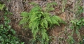 Pityrogramma calomelanos  #098.jpg
