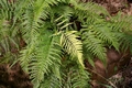 Pityrogramma calomelanos  #100.jpg