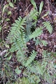 Polypodium species #091.jpg