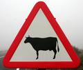 Sign-cows.jpg