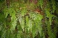 Stegnogramma pozoi #122.jpg