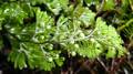 Hymenophyllum tunbrigense.jpg