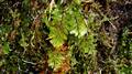 Hymenophyllum x 15.jpg