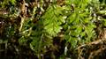 Hymenophyllum x 18.jpg