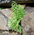 Anogramma leptophylla #030.jpg