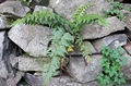 Asplenium aethiopicum #054.jpg