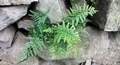Asplenium billotii #049.jpg