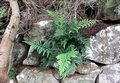 Asplenium billotii #065.jpg