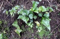 Asplenium hemionitis #080.jpg