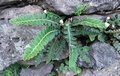 Asplenium lolegnamense #008.jpg