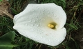 Calla Lily (Zantedeschia aethiopica) #052.jpg