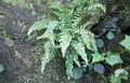 Doodia caudata #046.jpg