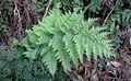 Dryopteris aemula #112.jpg