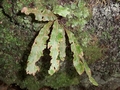 Elaphoglossum semicylindricum #013.jpg