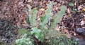 Elaphoglossum semicylindricum #016.jpg