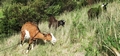 Goats #067.jpg