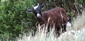 Goats #070.jpg