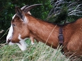 Goats #072.jpg