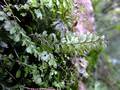 Hymenophyllum-maderense-01.jpg