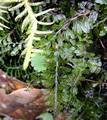 Hymenophyllum-maderense-02.jpg