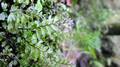Hymenophyllum-maderense-06.jpg