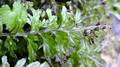 Hymenophyllum-maderense-09.jpg