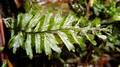 Hymenophyllum-maderense-12.jpg