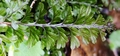 Hymenophyllum maderense #093.jpg