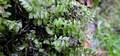 Hymenophyllum maderense #094.jpg