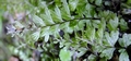 Hymenophyllum maderense #097.jpg