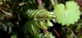 Hymenophyllum maderense #103.jpg