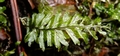 Hymenophyllum maderense #105.jpg