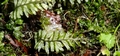 Hymenophyllum maderense #106.jpg