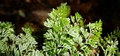 Hymenophyllum tunbrigense #089.jpg