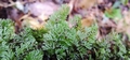 Hymenophyllum tunbrigense #091.jpg