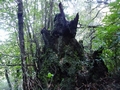 Ocotaea #114.jpg