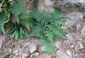 Pityrogramma austroamericana #027.jpg