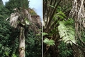 Sphaeropteris cooperi #001.jpg