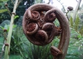 Sphaeropteris cooperi #002.jpg