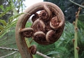 Sphaeropteris cooperi #003.jpg