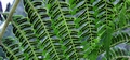 Sphaeropteris cooperi #006.jpg