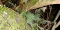 Vandenboschia speciosa #088.jpg