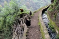 Chickens on the levada.jpg