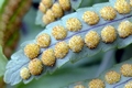 Polypodium macaronesium indusia.jpg