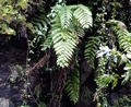 Woodwardia radicans.jpg