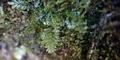Hymenophyllum-x-lovisianum-#C01.jpg
