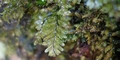 Hymenophyllum-x-lovisianum-#C01 detail.jpg