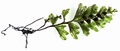 Hymenophyllum maderense East #01.jpg